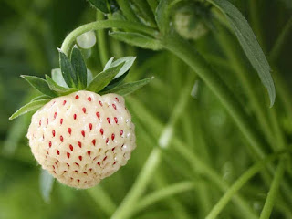 Pineberry Fruit Pictures