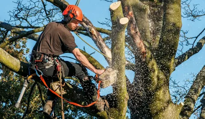 Professional Tree Services Ipswich