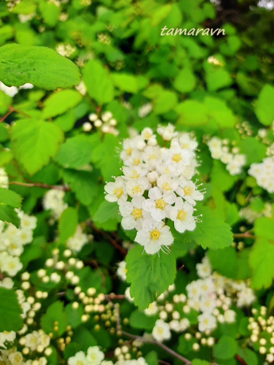 Спирея уссурийская / Таволга уссурийская (Spiraea ussuriensis)