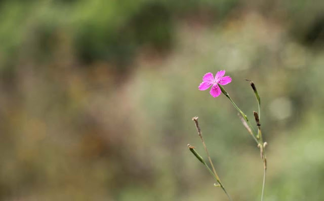 Deptford Pink Flowers Pictures