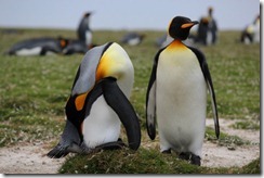 Stanley, Falkland Islands 181 (640x427)