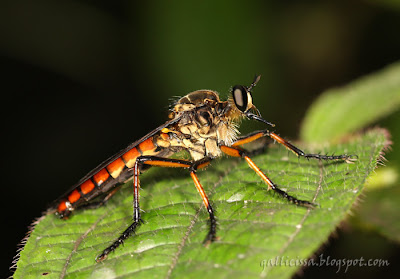 Robber fly sp.