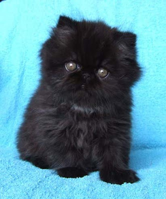 The Black Persian Kitten