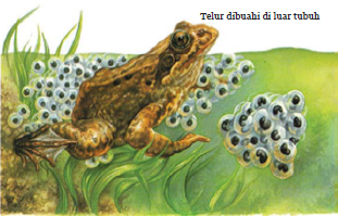 Gambar Katak Bertelur  gambar katak