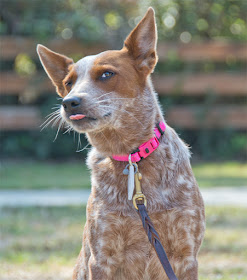 No-pinch buckle for sensitive dogs