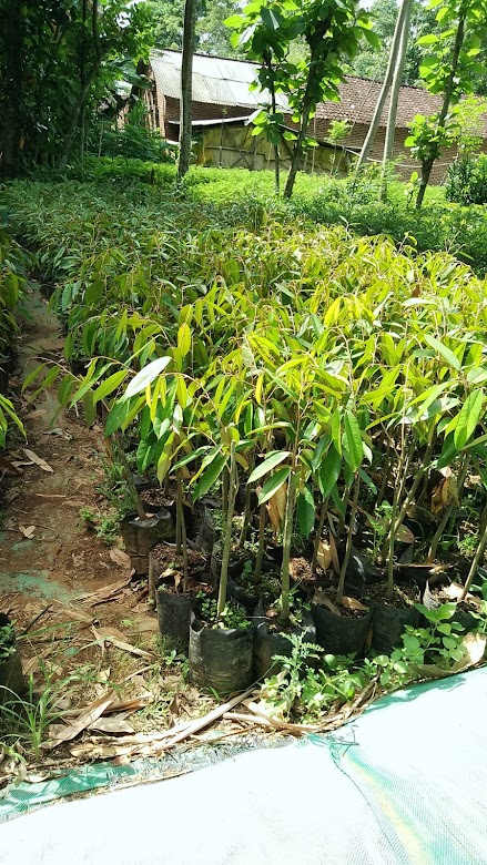 bibit buah durian merah yang bagus banten Sumatra Utara