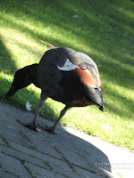 Paradise shelduck foraging, Christchurch Botanic Gardens, NZ - by Denise Motard, Feb. 2013