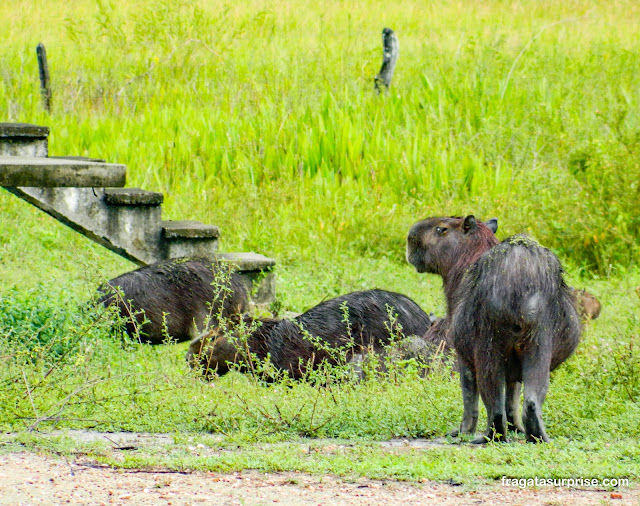 Fauna do Pantanal: capivara