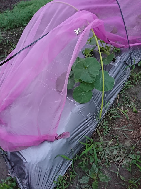 栗子南瓜，摘心，雙蔓整枝Chestnut pumpkin, topping, double vine pruning