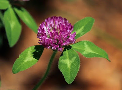 super-red-purple-clover-flower-detox