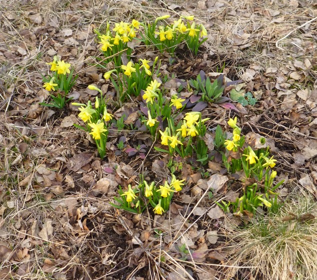 150411 Påskeliljer skogen