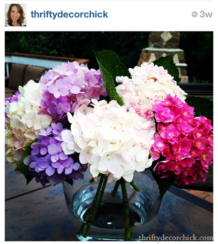 mophead hydrangea pink white purple