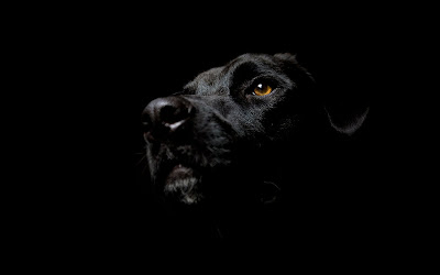 Black Dog Wallpaper