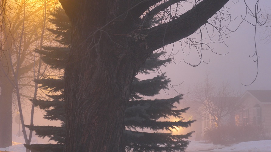Foggy Evening Jan 31 2010 (1)