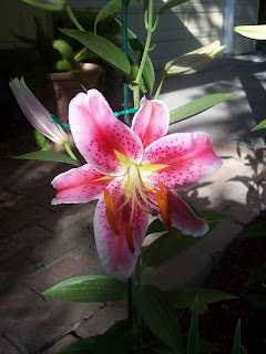 Stargazer Lily