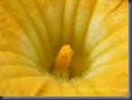 kuning