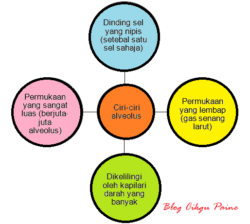 Blog Cikgu Paine: 1.2 PENGANGKUTAN OKSIGEN DI DALAM BADAN 