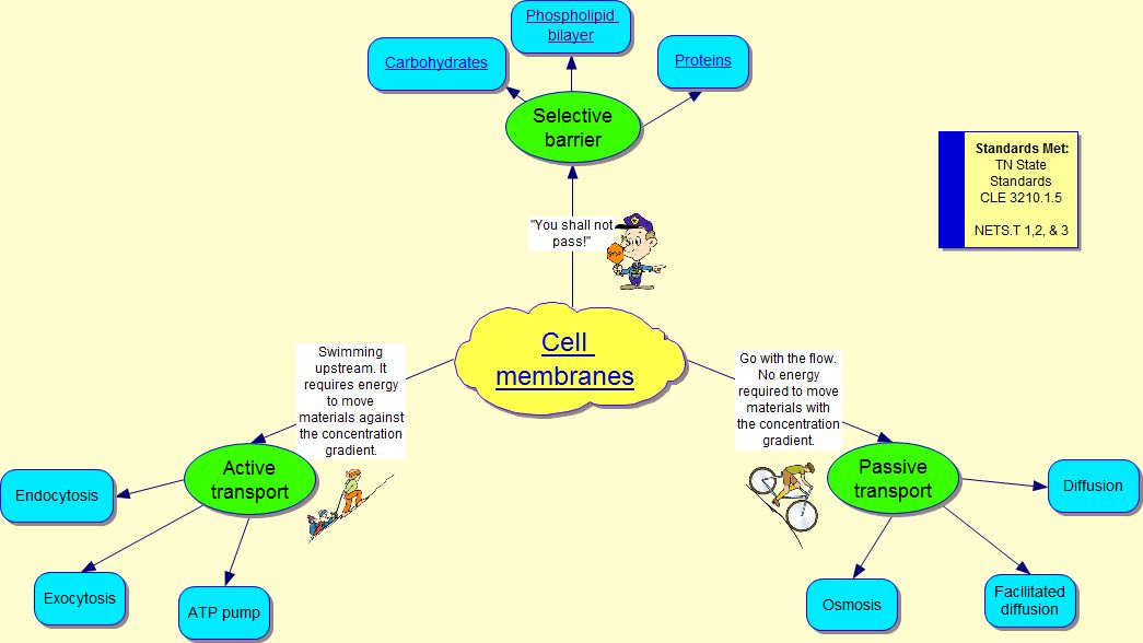 Cell Membrane Concept Map