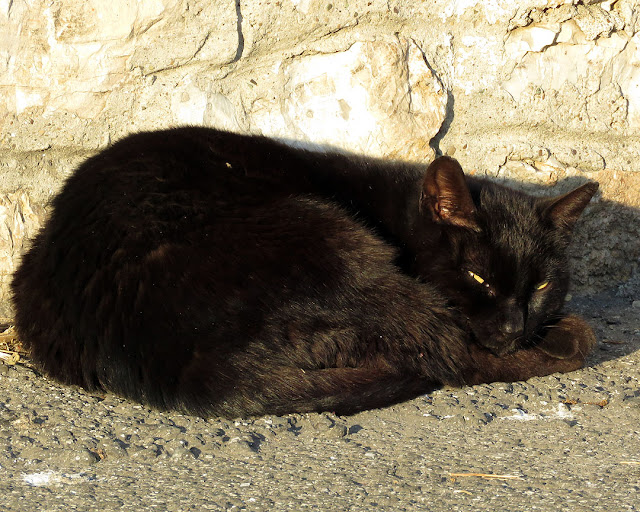 Black cat, Via del Molo Mediceo, Livorno 