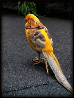 Hình ảnh chim trĩ vàng xinh đẹp