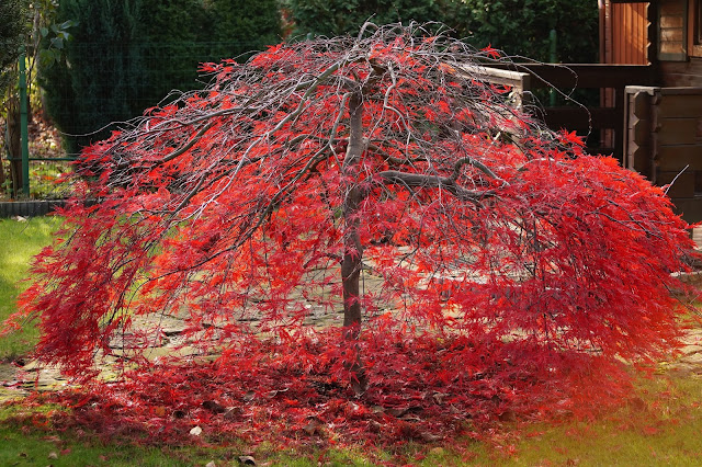 Acer palmatum - klon palmowy