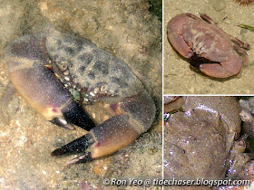 Stone Crabs (Family Menippidae)