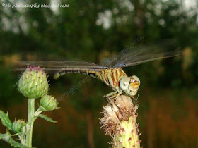 Dragonfly Photo