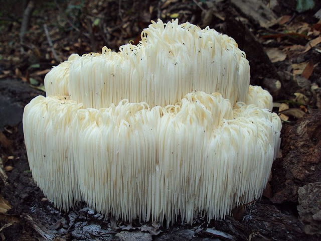 Hericium Erinaceus