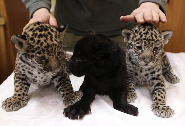 baby jaguar animal pictures. aby jaguar animal pictures.