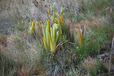 Brocchinia reducta (karnivor)