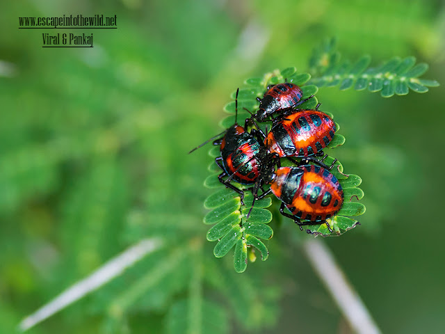 nymphs