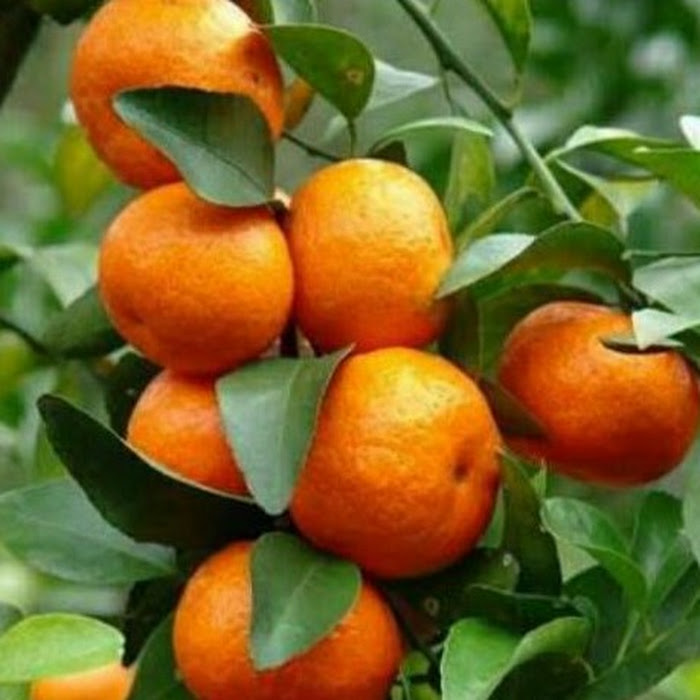 Bibit Jeruk Mandarin Ponkam