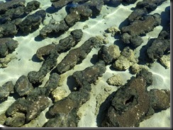 170508 022 Hamelin Pool