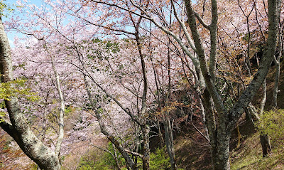 弘川寺の桜(河南町)