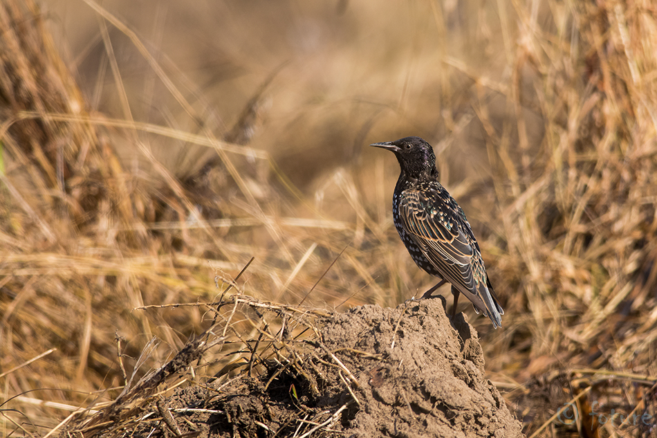 Kuldnokk, Sturnus vulgaris, Common Starling, European