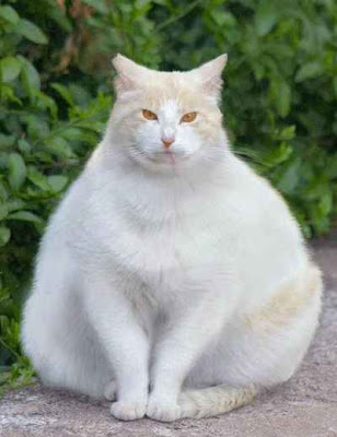 Fat Cat