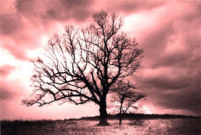 اسطورة الشجرة القاتلة