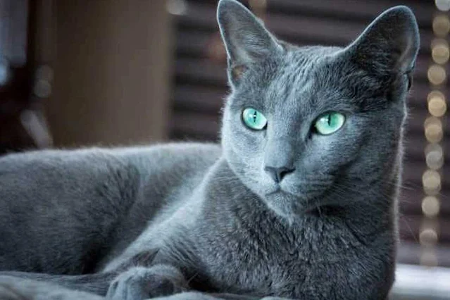 Mavi Rus Kedisi Nedir? Hakkında Bilinmesi Gerekenler Nelerdir?