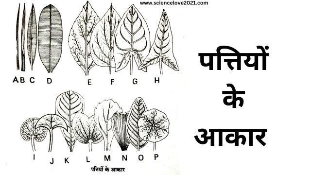 सरल पत्ती की संरचना (Structure of a Simple Leaf) in hindi