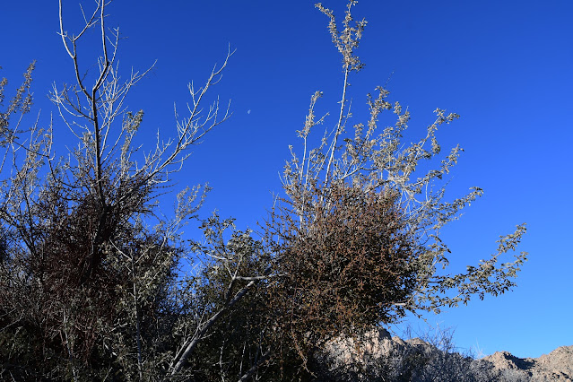 Joshua Tree National Park