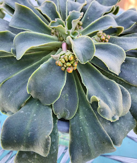 hojas de lewisia cotyledon