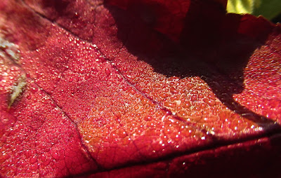 Dew Drops on a Red Leaf