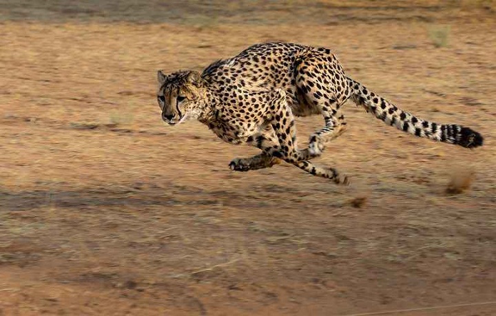 Cheetah, Hewan dengan Kemampuan Lari Tercepat di Dunia