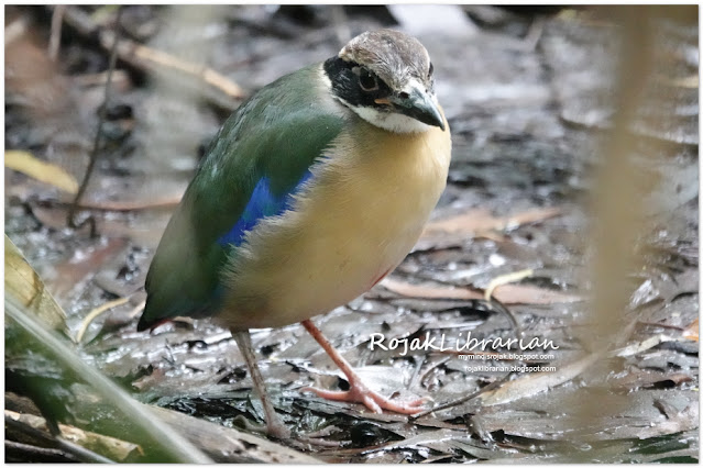 Mangrove Pitta at Pasir Ris Park