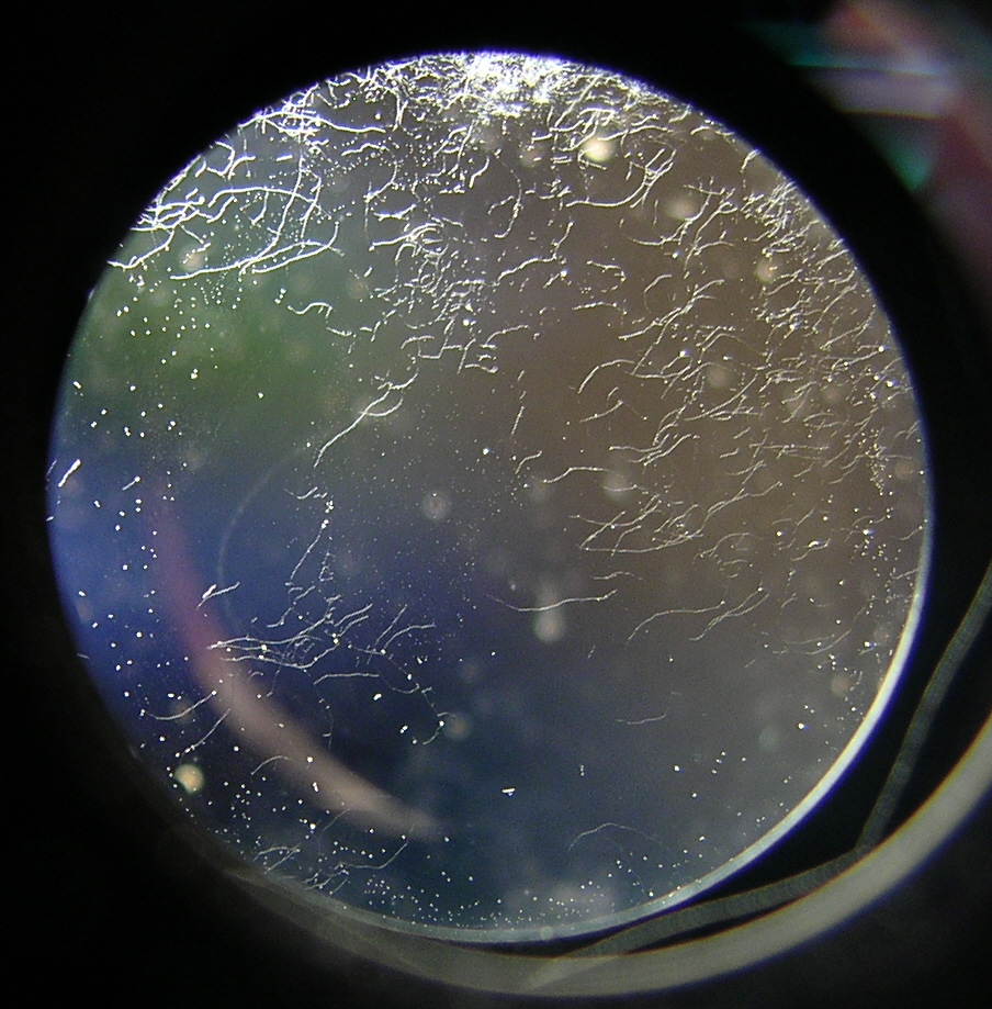 Image result for gaMBar jamur lensa