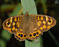 La maculada o mariposa de los muros (Pararge aegeria)