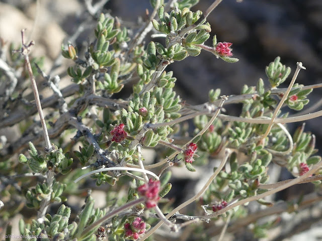 37: woody flower with red spots