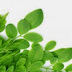 10 AMAZING HEALTH BENEFITS AND USES OF MORINGA LEAVES