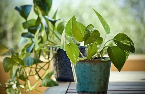 सुख, समृद्धि और सफलता के लिए घर पर लगाएं ये 5 पौधे, से है इनका संबंध
