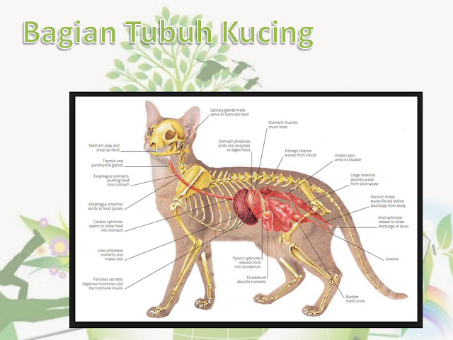 Bagian Organ Tubuh Kucing